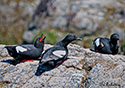 Cepphus columba